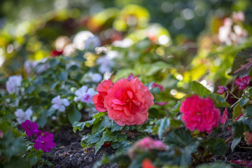 Macro shot of flowers at Temple Square