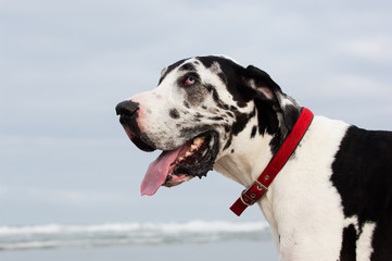 Great Dane dog outdoor portrait at beach