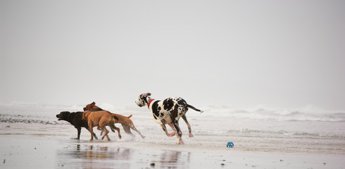 Great Dane dog outdoor portrait chasing two other dogs down beach