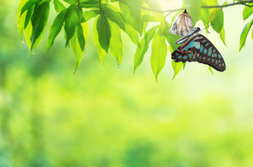 Butterfly change Chrysalis