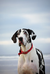 Great Dane dog outdoor portrait against ocean and sky