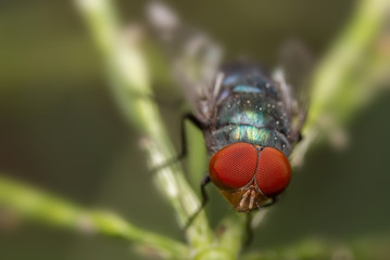 insect fly on on green leaf,Selection focus only on some points in the image.