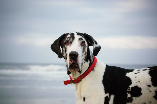 Great Dane dog outdoor portrait at ocean