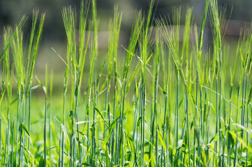 Wheat in experimental plot.