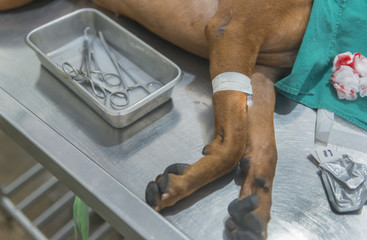 Unconcious dog on bed during Veterinary surgery and stitching.