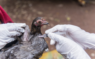 Veterinary inject vaccine to chicken for prevent Poultry Diseases . Avian influenza is highly pathogenic avian influenza (HPAI). "Bird flu" is a similar to "swine ," "dog ," "horse ," or "human flu" .