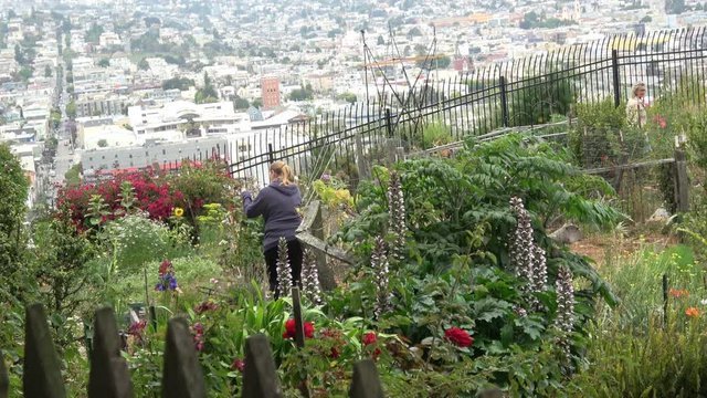 Urban Community Garden Perched on a Hill with a City View in Potrero Hill San Francisco