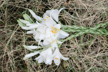 White lily flowers in dry grass