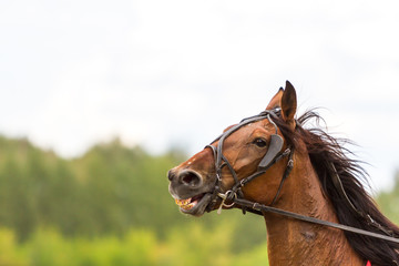 Hippodrome brown head horse in harness on the green forest background