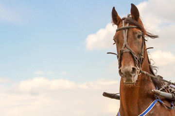 Hippodrome brown head horse in harness on the green forest background