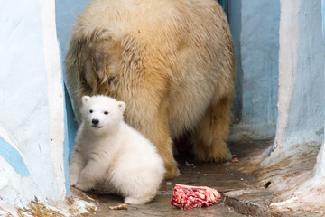 White big bear and little bear eats meat.