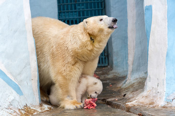 White big bear and little bear eats meat.