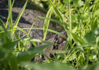 A large snapping turtle raises its head to the morning sun, surrounded by lush grass in a Virginia marsh.