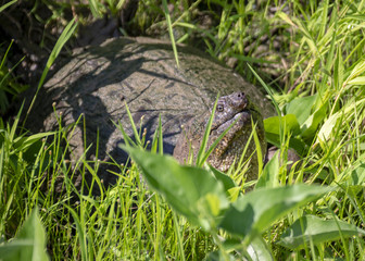 A large snapping turtle raises its head from the long grass in a Virginia marsh.