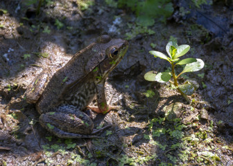 A brown bullfrog with green accents and dark spots basks in a muddy marsh.