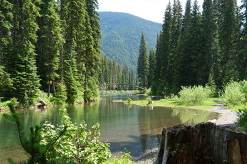 trees around lake