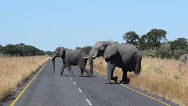 Africa Elephant crossing road