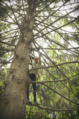 Pretty girl standing on a branch tree