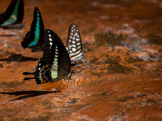 Butterflies at Pangsida National park, Sa Kaeo, eastern of Thailand.