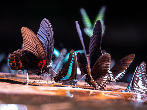 Butterflies at Pangsida National park, Sa Kaeo, eastern of Thailand.