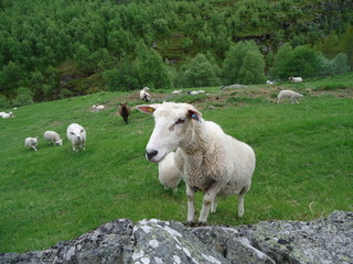 Obraz premium sheeps on grazing