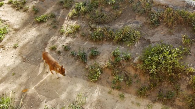 High-angle shot of walking dhole in the zoo