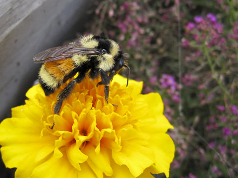 Yellow and gold Hunt`s bumblebee sitting in a garden on a Marigold flower gathering pollen and nectar