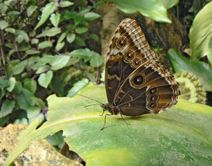 Butterfly lepidoptera is sitting on big bright leaf. It is relaxing. It has big decorative circles on wings and very long feelers. 
