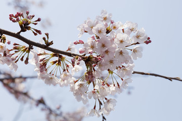 cherry blossoms (Somei-yoshino)