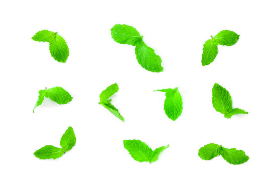 Fresh spearmint leaves isolated on the white background. close up beautiful mint, peppermint.