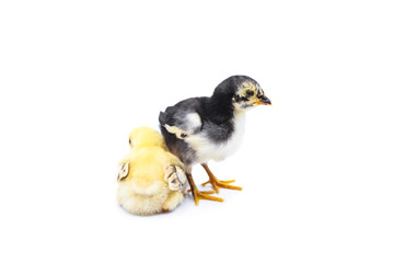 Cute two chicks. Isolated on white background