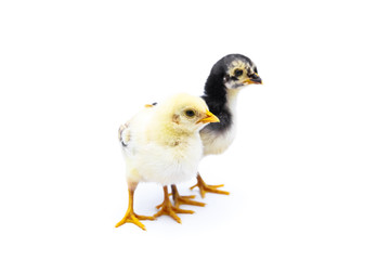 Cute baby chicks standing. Isolated on white background