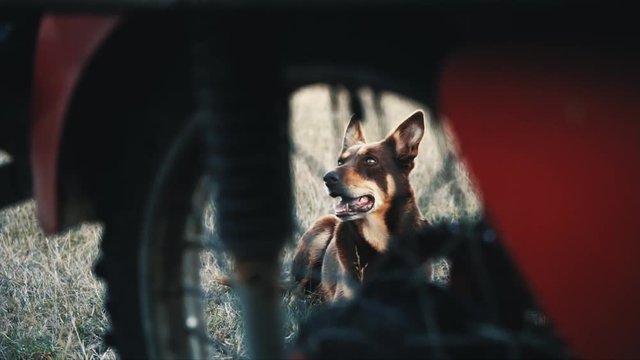 Working dog looking through wheel of a motorbike