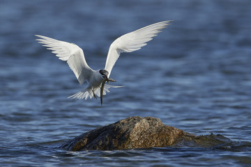 Sandwich tern (Thalasseus sandvicensis)