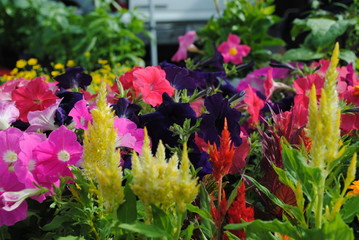 Farmers Market Flowers