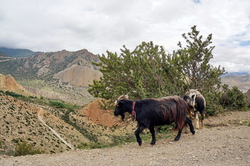 Horned goat walks along the edge of the cliff, in the background of the Himalayan mountains, in...