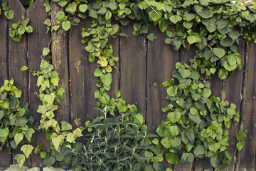 a wooden fence overgrown with ivy