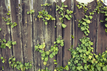 a wooden fence overgrown with ivy