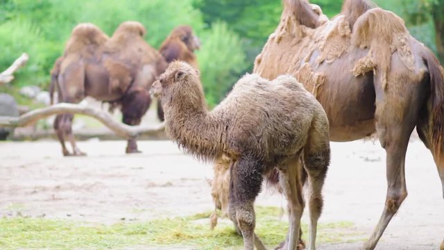 Camels in the zoo