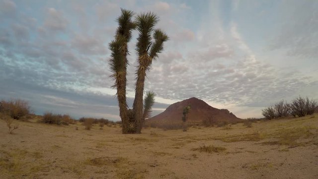 Time-lapse of Joshua Tree in an arid dessert
