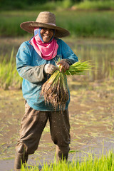 farmer planting on the paddy rice farmland