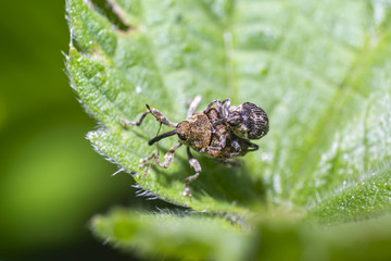 weevil while mating on green nettle leaf in the beautiful nature