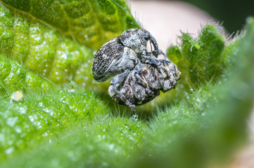 weevil while mating on green nettle leaf in the beautiful nature