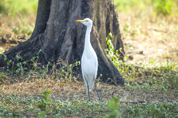 Naklejka premium Beautiful white heron a bird in the wild nature 