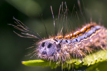 colorful caterpillar on green nettle leaf in the beautiful nature