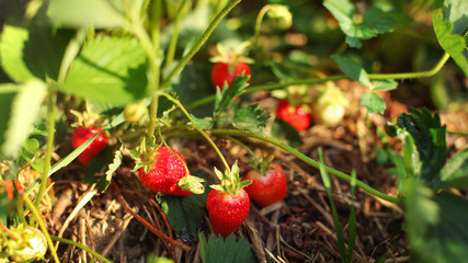 Strawberries almost ripe, some unripe, in the field farm, with straw under, lit by early summer sun.