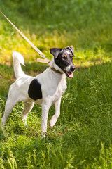 fox terrier on the leash