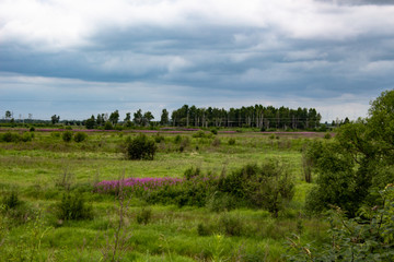 Fototapeta na wymiar View of the field