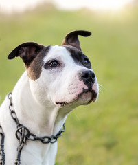American staffordshire terrier, amstaff, stafford