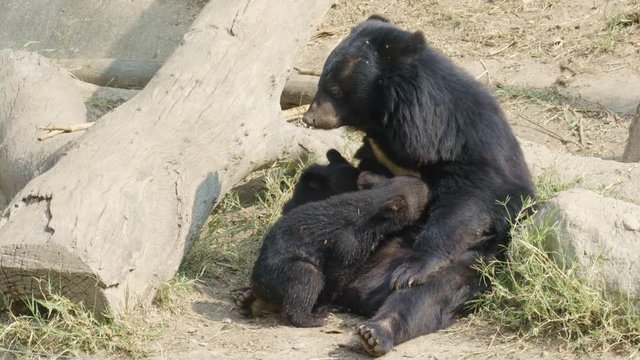 asiatic black bear feeding baby